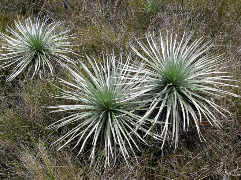 Argyroxiphium kauense - Mauna Loa Silversword