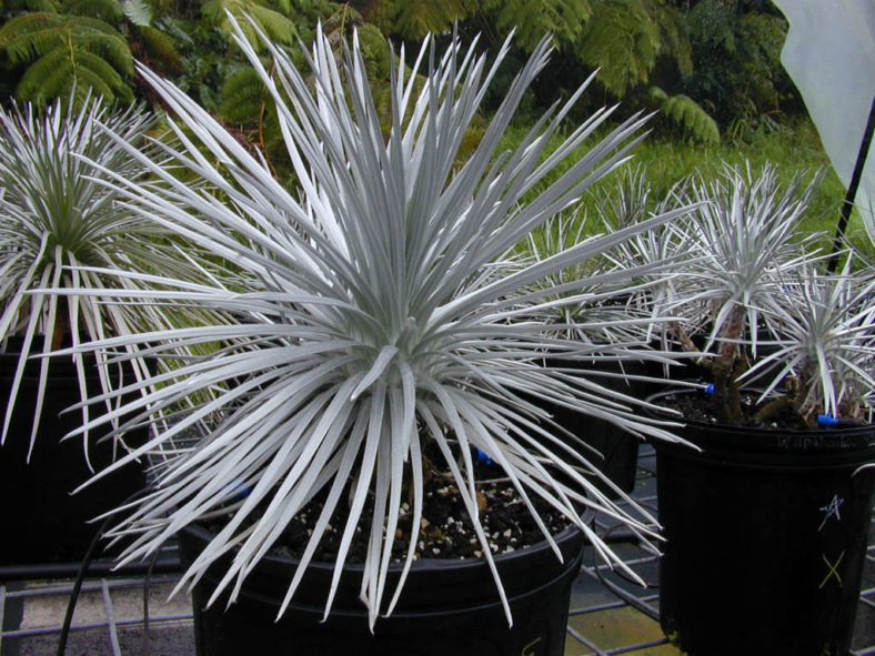 Argyroxiphium sandwicense - Hawai'i Silversword