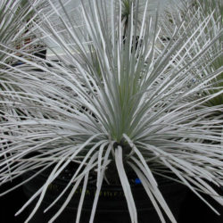 Argyroxiphium sandwicense - Hawai'i Silversword