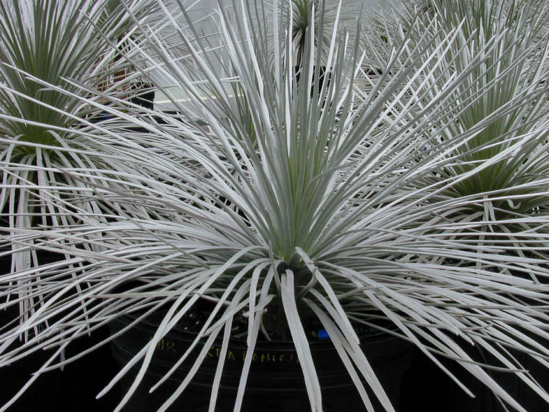 Argyroxiphium sandwicense - Hawai'i Silversword