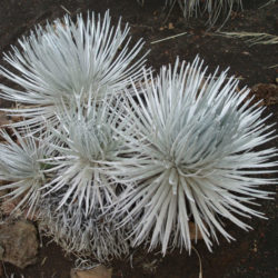 Argyroxiphium sandwicense - Hawai'i Silversword