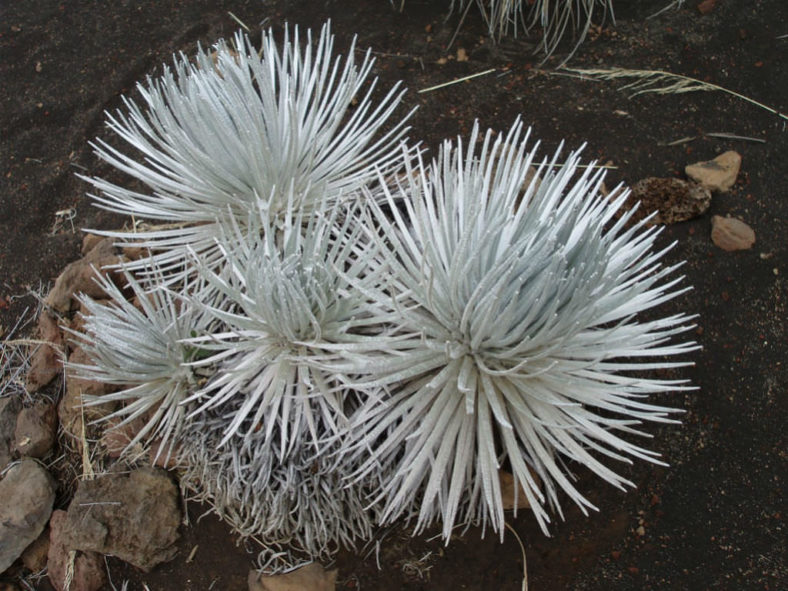 Argyroxiphium sandwicense - Hawai'i Silversword