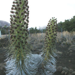 Argyroxiphium sandwicense - Hawai'i Silversword