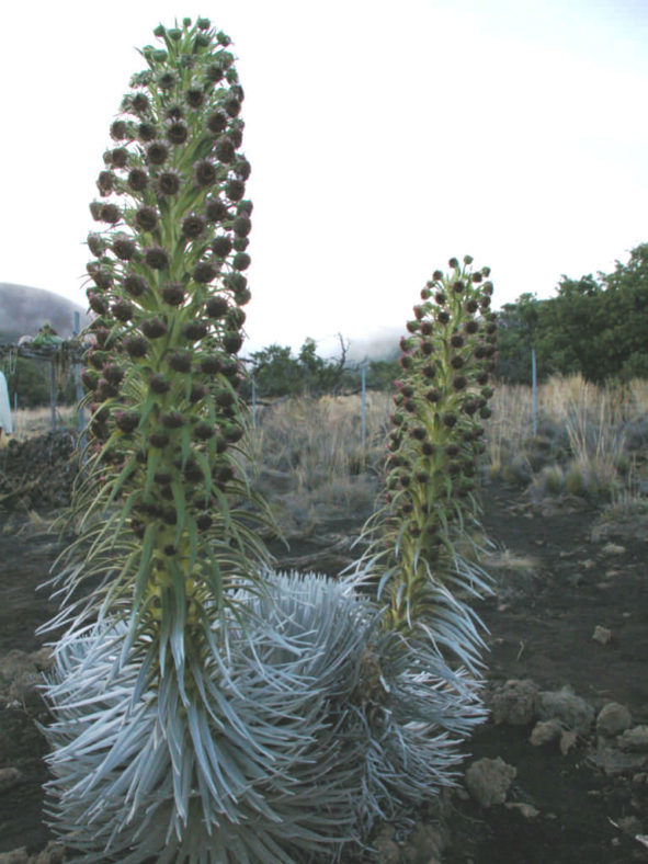 Argyroxiphium sandwicense - Hawai'i Silversword