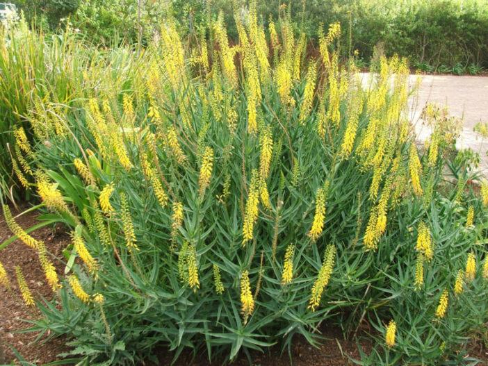 Grow and Care Climbing Aloes (Aloiampelos tenuior)