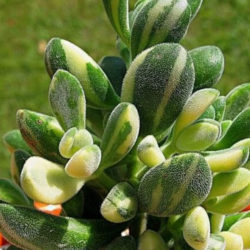 Crassula rogersii 'Variegata'