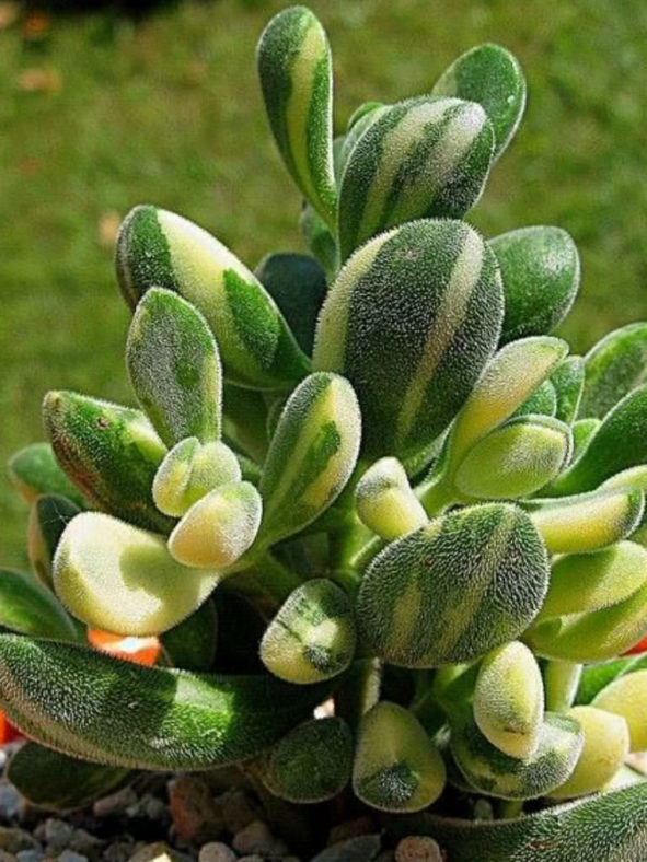 Crassula rogersii f. variegata
