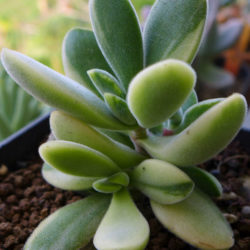 Crassula rogersii 'Variegata' - World of Succulents