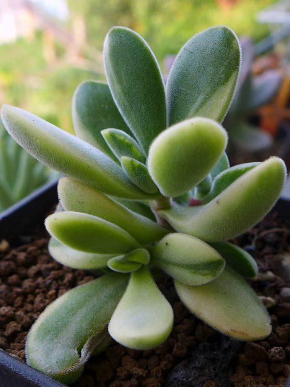 Crassula rogersii f. variegata