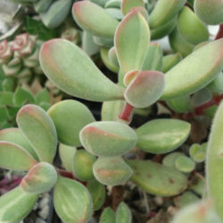 Crassula rogersii 'Variegata'