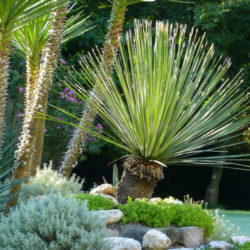 Dasylirion acrotrichum - Great Desert Spoon