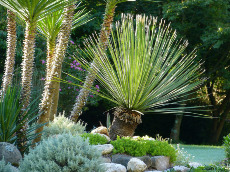 Dasylirion acrotrichum - Great Desert Spoon