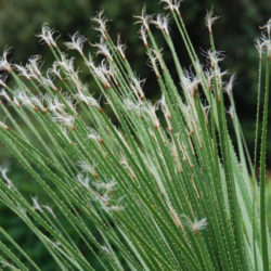Dasylirion acrotrichum - Great Desert Spoon