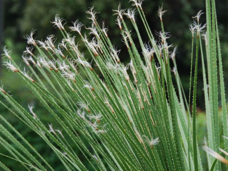 Dasylirion acrotrichum - Great Desert Spoon