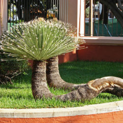 Dasylirion acrotrichum - Great Desert Spoon