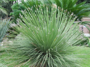 Dasylirion acrotrichum (Great Desert Spoon) - World of Succulents