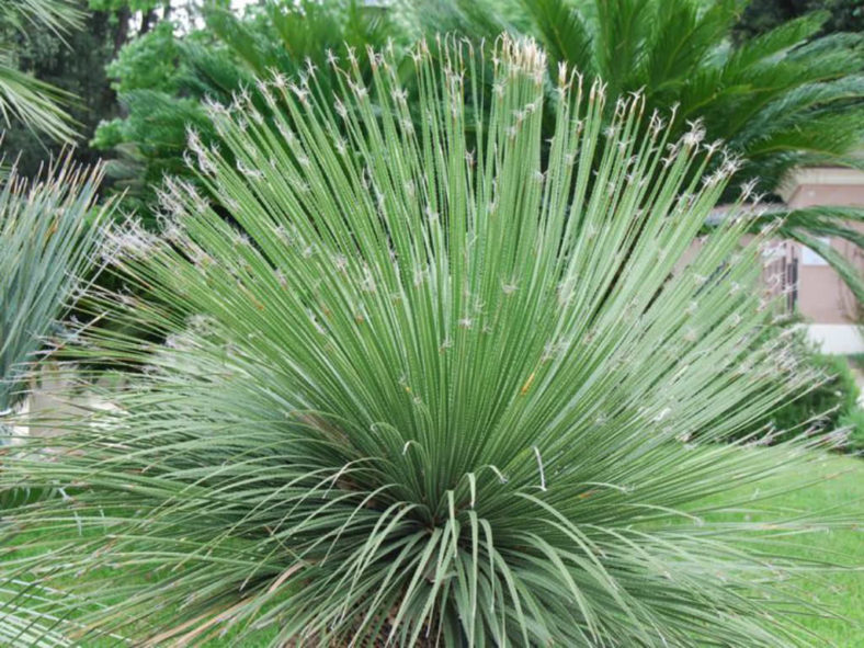 Dasylirion acrotrichum - Great Desert Spoon