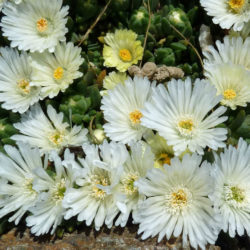 Delosperma basuticum 'White Nugget' (White Nugget Ice Plant)