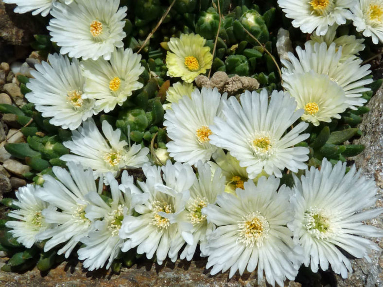 Delosperma basuticum 'White Nugget' (White Nugget Ice Plant)
