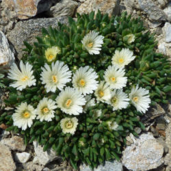 Delosperma basuticum 'White Nugget' (White Nugget Ice Plant)