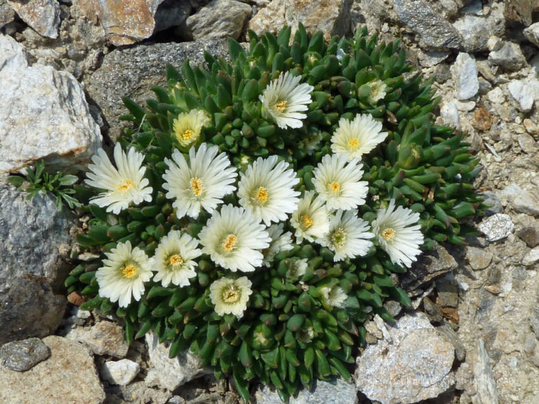 Delosperma basuticum 'White Nugget' (White Nugget Ice Plant)