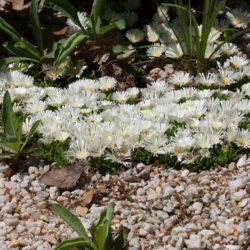 Delosperma basuticum 'White Nugget' (White Nugget Ice Plant)