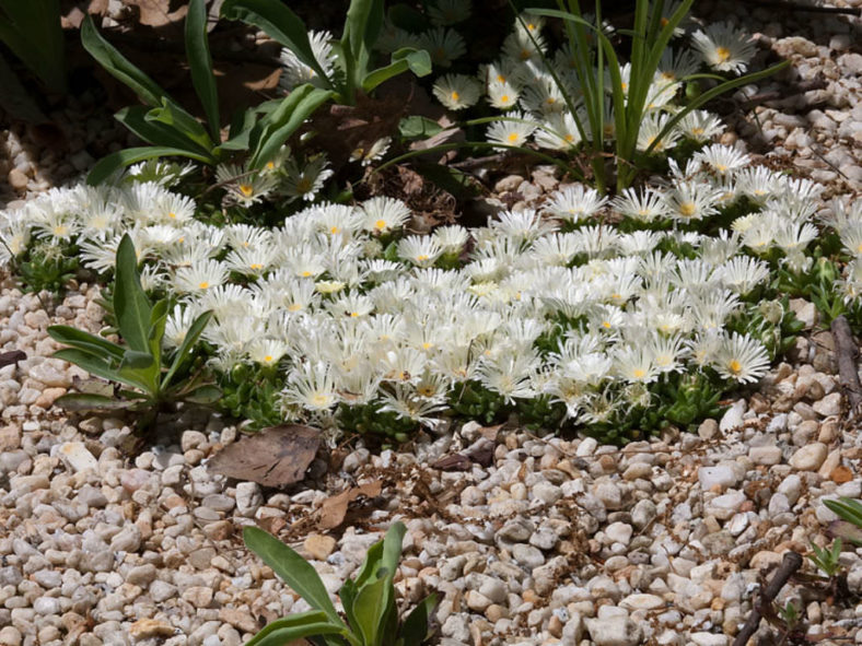 Delosperma basuticum 'White Nugget' (White Nugget Ice Plant)