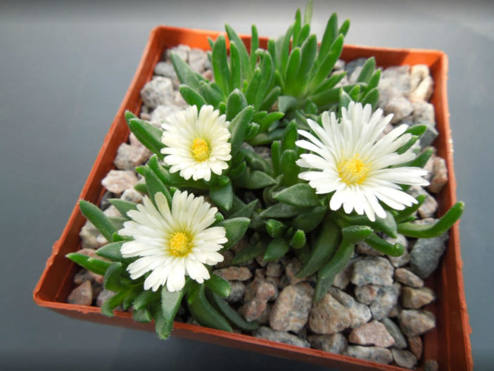 Delosperma basuticum 'White Nugget' (White Nugget Ice Plant)