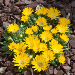 Delosperma basuticum - White-eyed Ice Plant