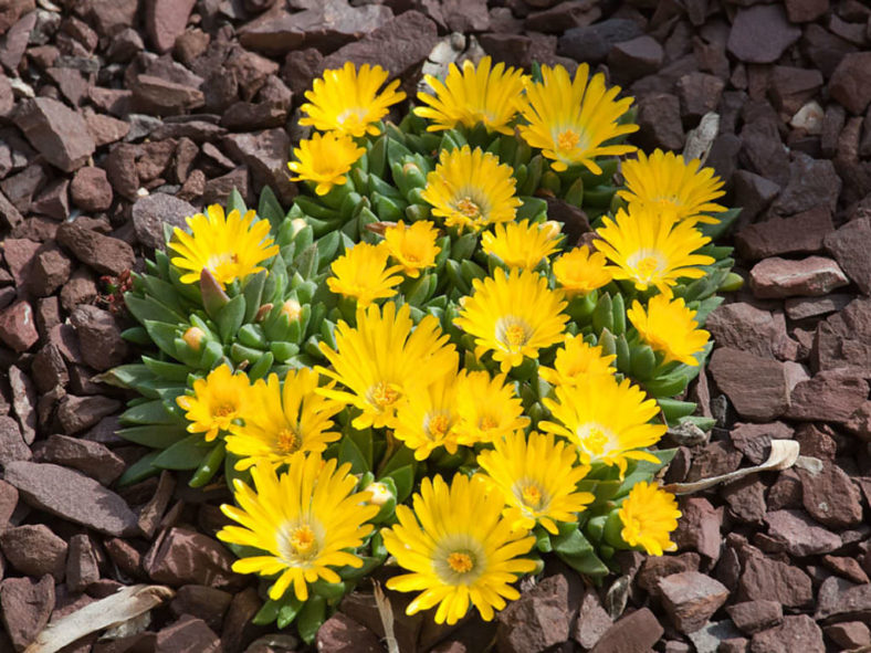Delosperma basuticum - White-eyed Ice Plant