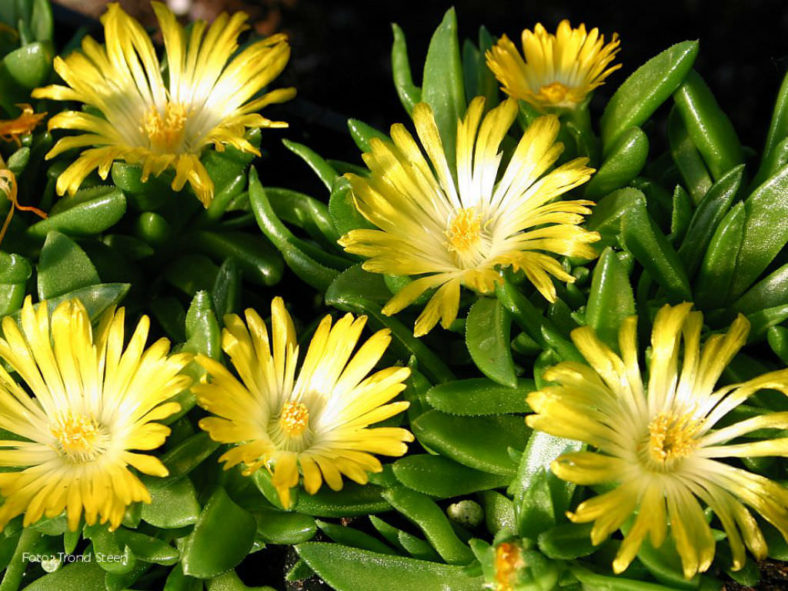 Delosperma basuticum - White-eyed Ice Plant