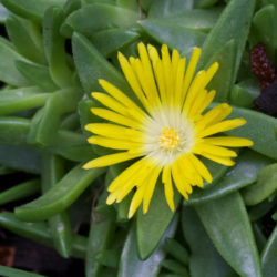 Delosperma basuticum - White-eyed Ice Plant