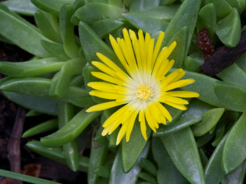Delosperma basuticum - White-eyed Ice Plant