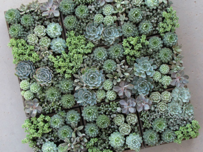 5 Easy Care Mini Succulent Garden Ideas World Of Succulents