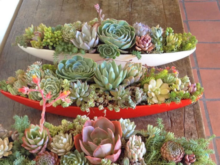 Easy-Care Mini Succulent Garden Ideas