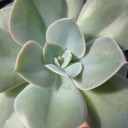 Echeveria 'Cassyz Winter'