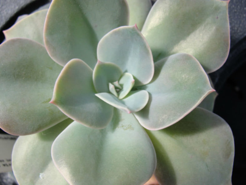 Echeveria 'Cassyz Winter'