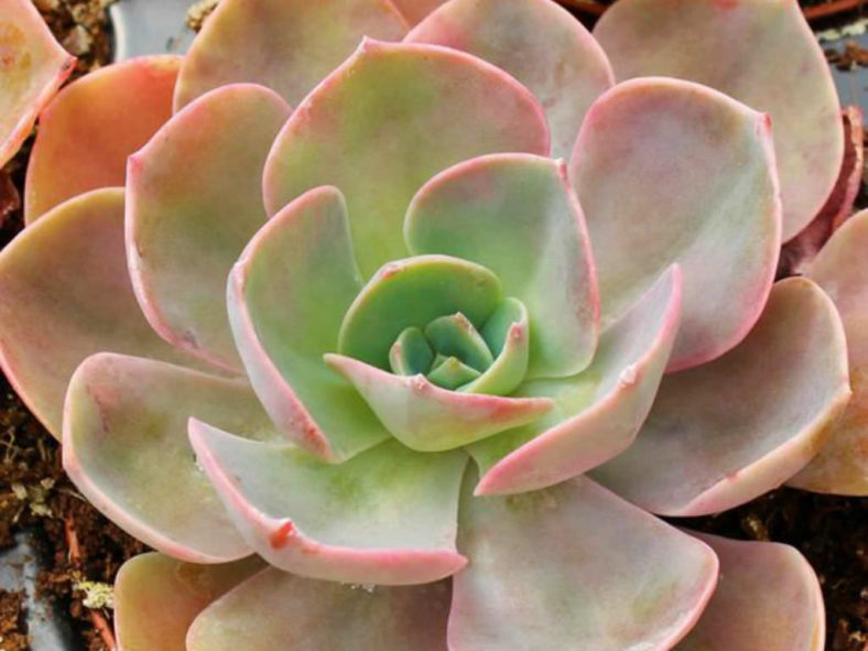 Echeveria 'Cassyz Winter'