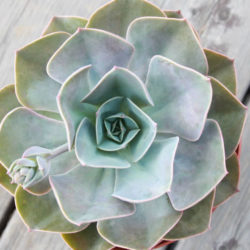 Echeveria 'Cassyz Winter'