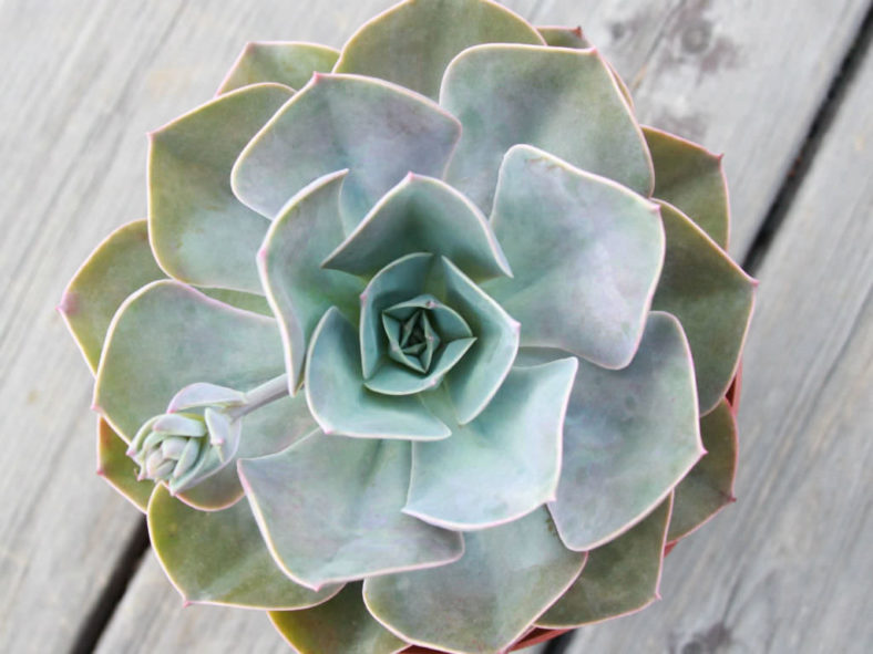 Echeveria 'Cassyz Winter'