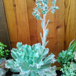 Echeveria 'Curly Locks