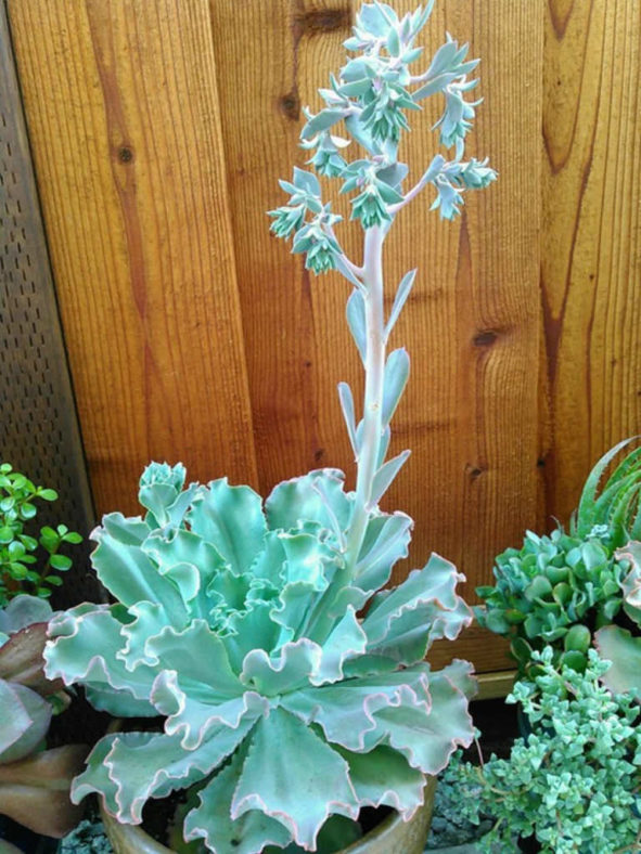 Echeveria 'Curly Locks