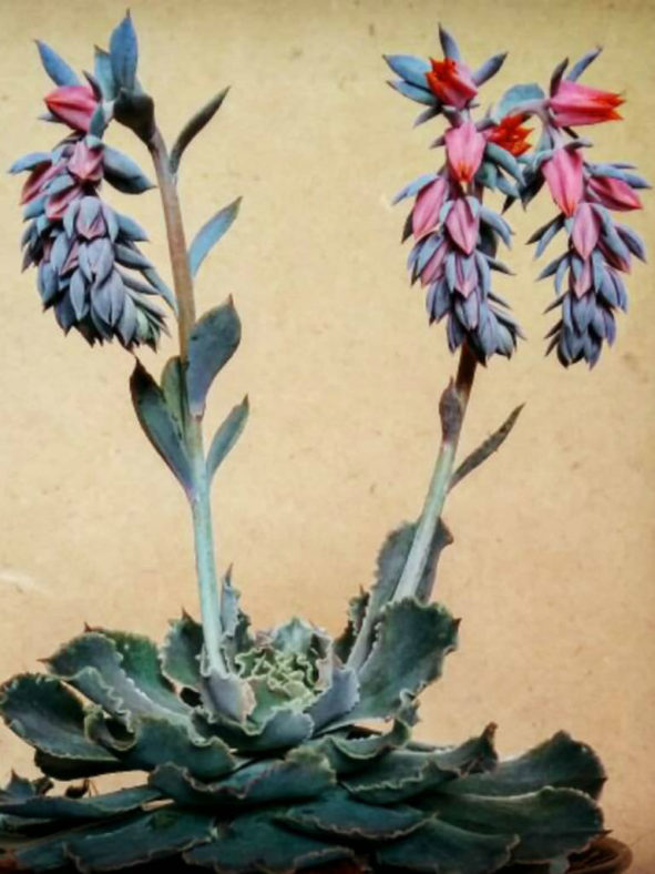 Echeveria 'Curly Locks