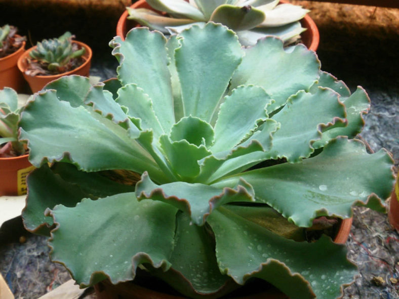 Echeveria 'Curly Locks