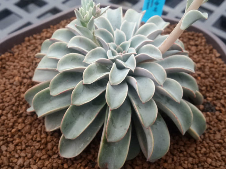 Echeveria 'Fantastic Fountain'