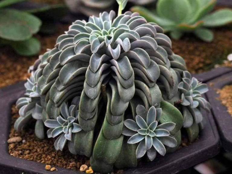 Echeveria 'Fantastic Fountain' | World of Succulents