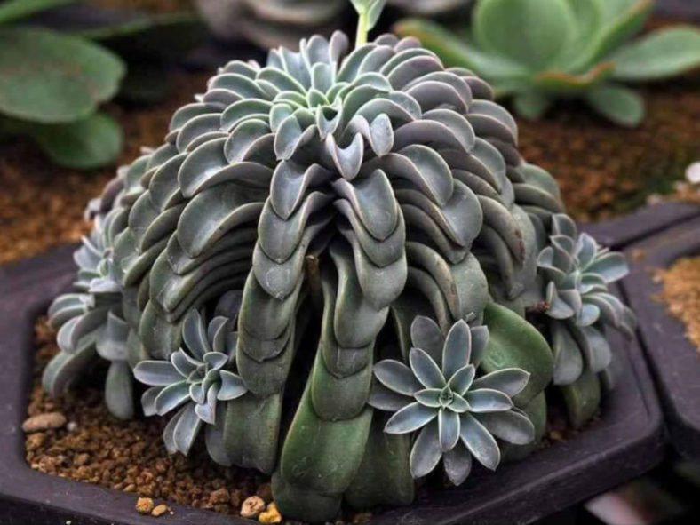 Echeveria 'Fantastic Fountain'