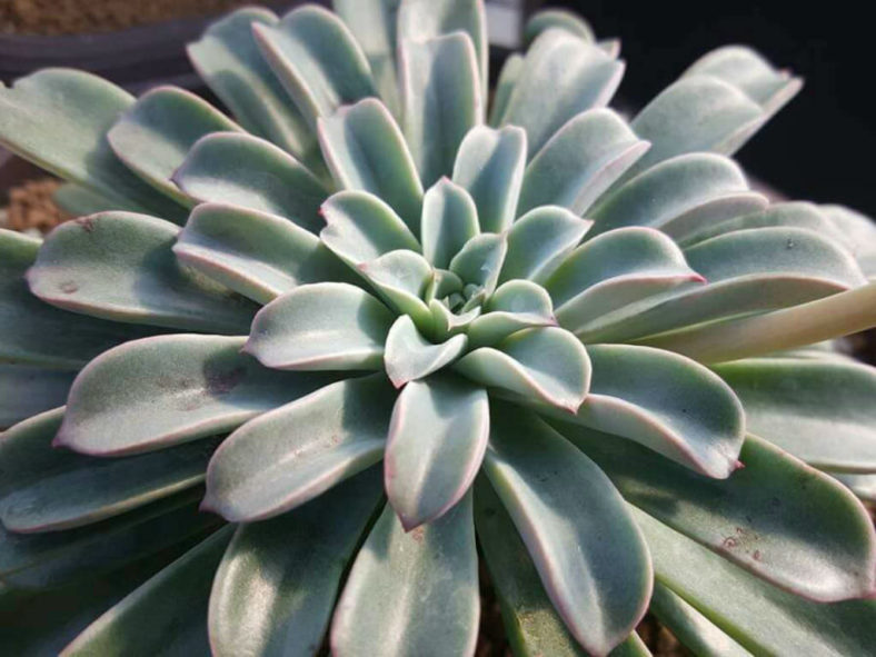 Echeveria 'Fantastic Fountain'