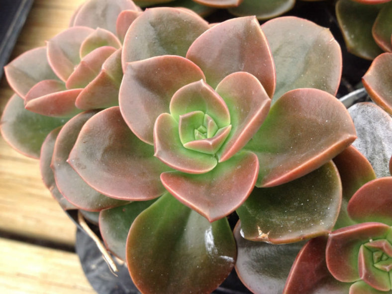 Echeveria 'Melaco'