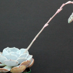 Echeveria 'Moondust'
